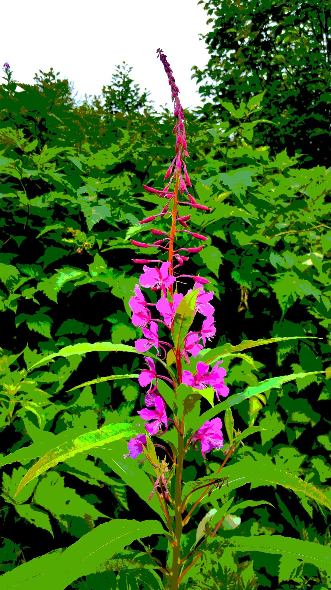 Fireweed Posterized